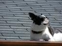 jessie-sunbathing.JPG