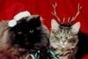 dec15homespunweb.jpg