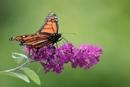 Butterfly_Bush