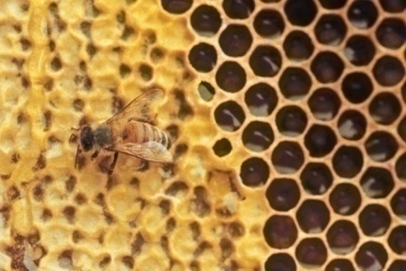 honeybee