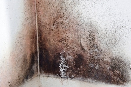 mold_on_wall