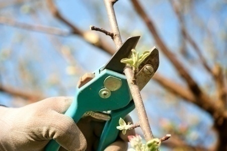 tree_pruning