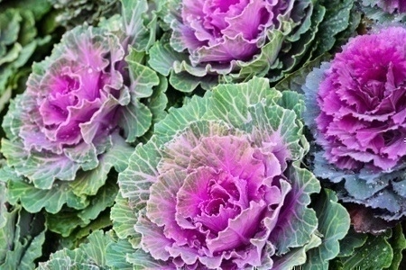 cabbage_landscape