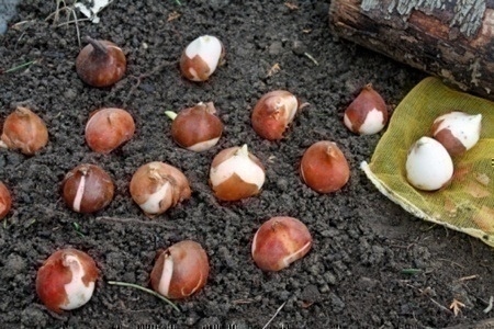 planting_bulbs