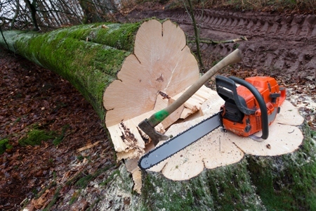 cut_down_tree