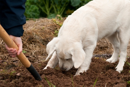 Curious dog