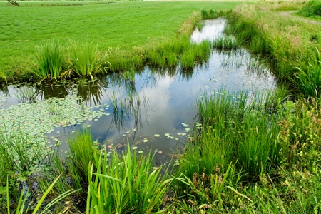 wetlands