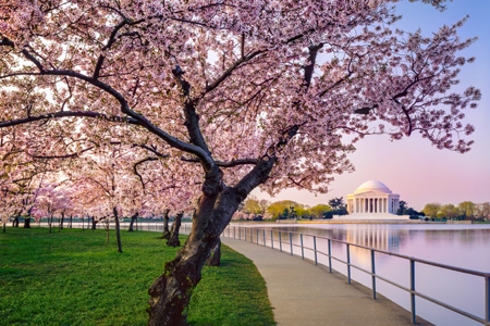 cherry trees along the Tidal Basin and Thomas Jefferson Memorial
