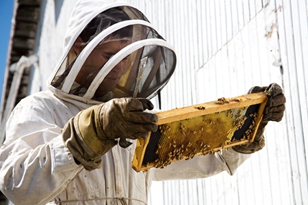 Beekeeper Looking at Hive