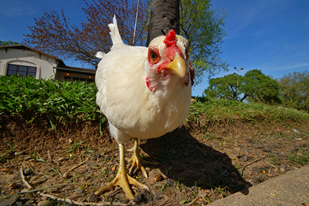 How to Keep Your Backyard Chickens — and Yourself — Healthy and Safe