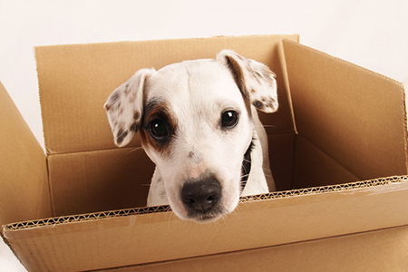 Help Your Pet Transition to a New Home