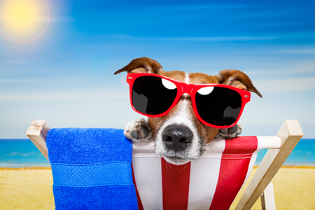 Keeping Your Dog Safe during Summer Months — RISMedia