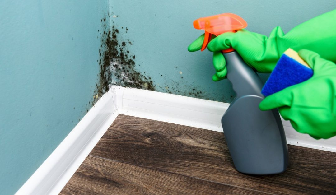 How to Prevent Mold in Your House — RISMedia