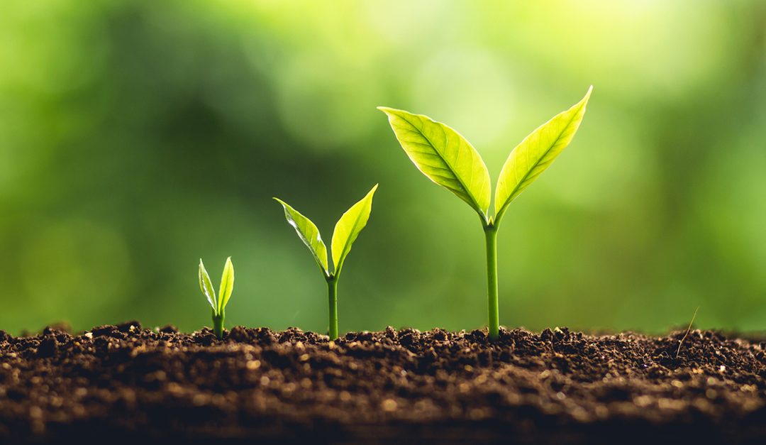 Planting A Seed Growing Your Reach Online