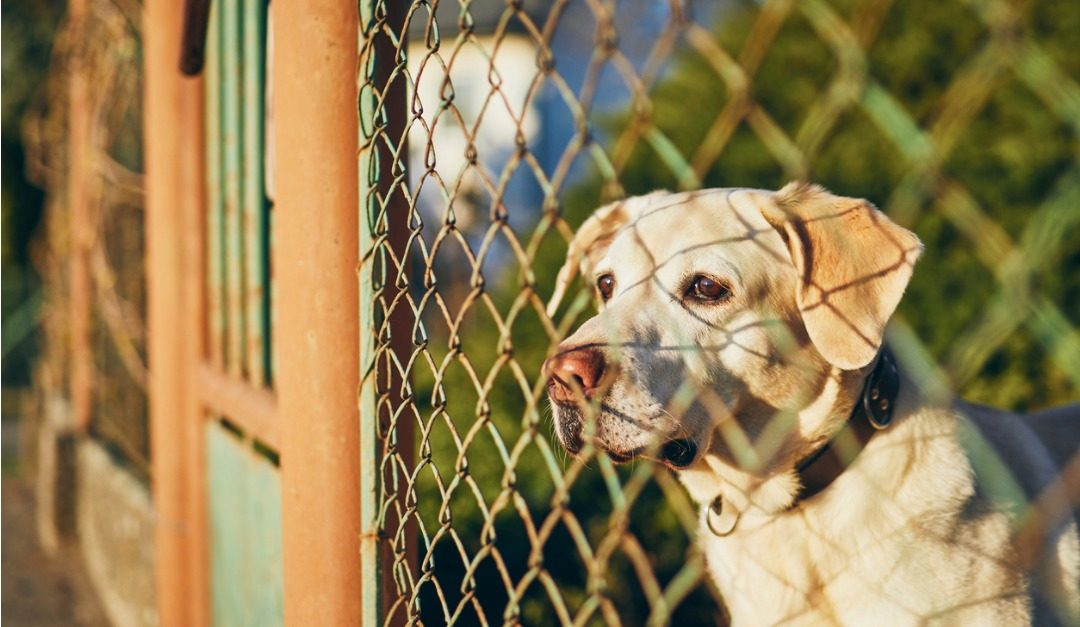 What to Do If Your Dog Is a Nuisance to Your Neighbors — RISMedia