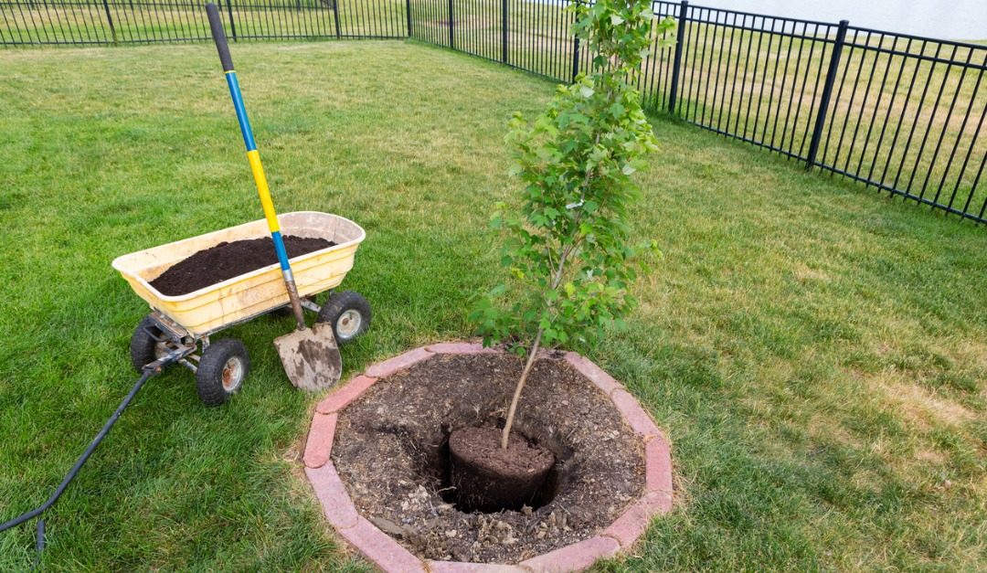 which-types-of-trees-should-you-plant-in-your-yard-rismedia