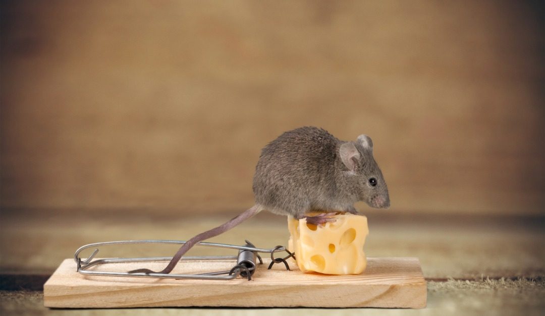 mouse apartment rismedia