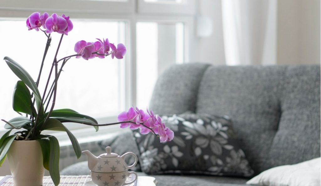 3 Easy Indoor Plants That Elevate Your Space — Rismedia 7675