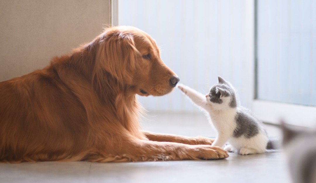 how do i help my cat adjust to a new puppy