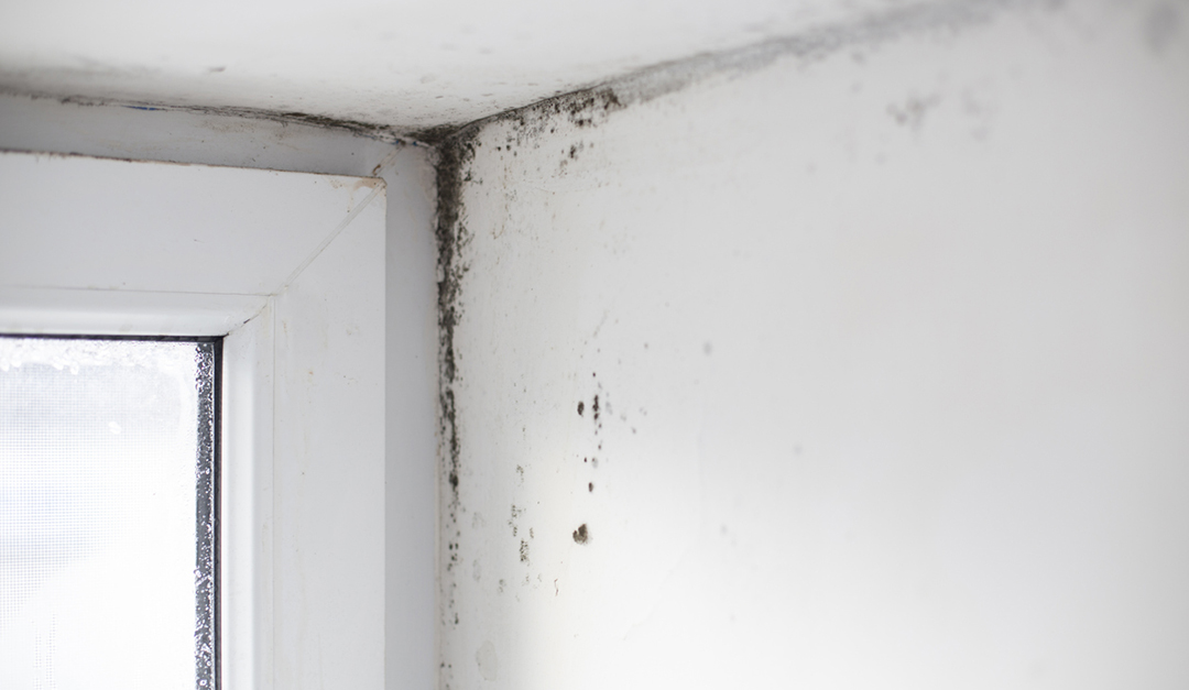 What Is Sick House Syndrome, and What Causes It? — RISMedia - Vimarsana News