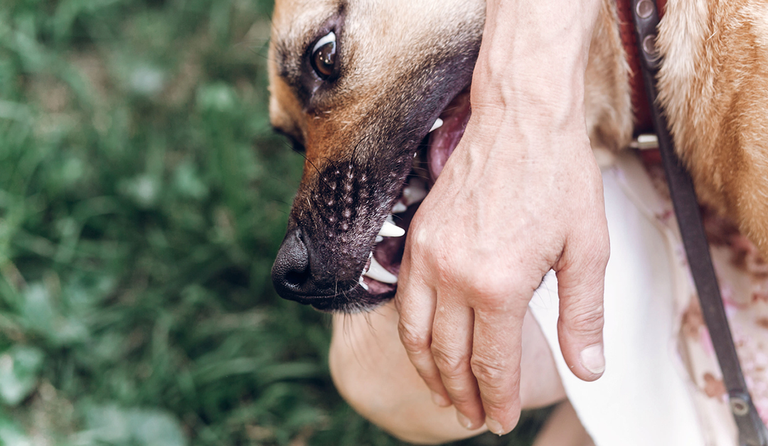 Real Estate Q&A: Is Landlord Responsible if Renter's Dog Bites Someone