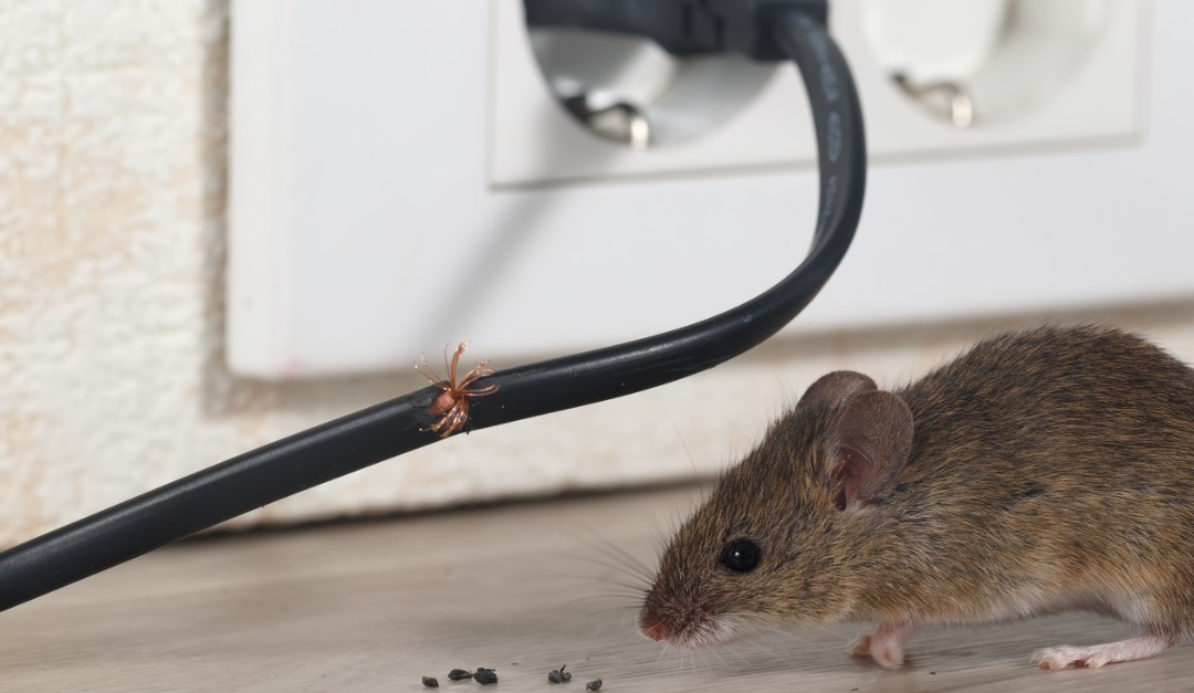 When Homeowners Insurance Will and Won't Cover Rodent Damage — RISMedia