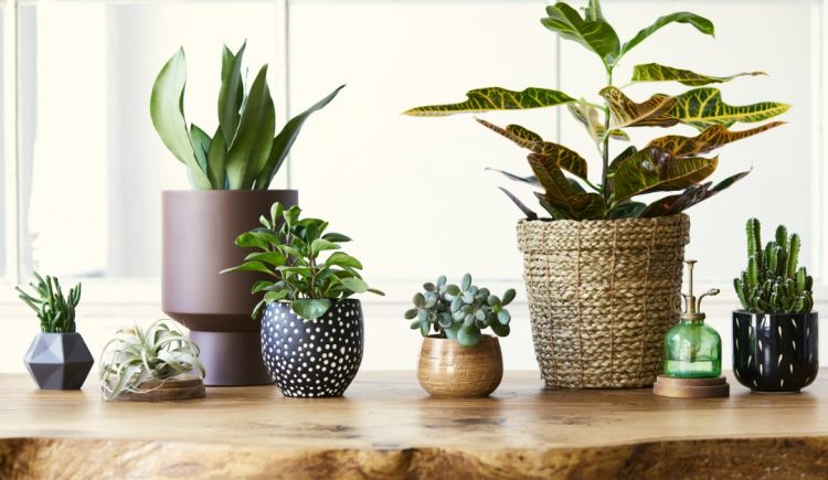 Items to Buy if You're a Houseplant Lover — RISMedia