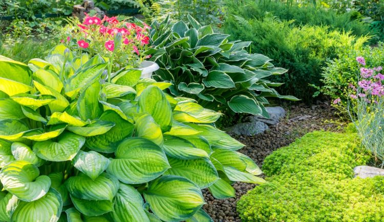 Shade-Loving Plants for Your Garden — RISMedia