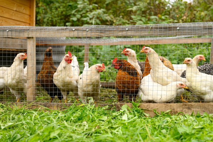 How to Raise Chickens at Home — RISMedia